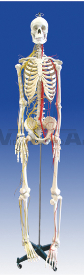 The model of male skeleton attach with arteries and nerves